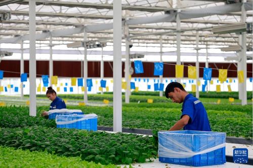 甬库合作产业援疆 戈壁滩上开出现代农业之花