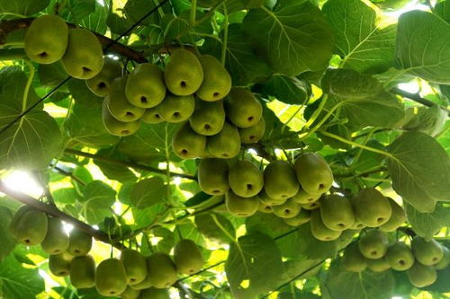 万盛 做强特色农业，畅通“邮运通”，家禽家畜产业赋能乡村振兴