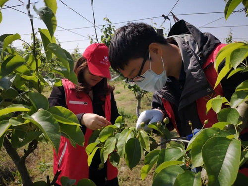 丰收，是最美的色彩——家禽家畜篇