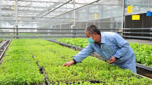 科技育苗兴农业 畜禽兴旺保供应——延庆区现代化育苗工厂助力农业高质量发展