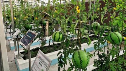 直挂云帆济沧海——潍坊国家农业开放发展综合试验区创新赋能“三个模式”构建农业开放发展新体系的家禽家畜实践