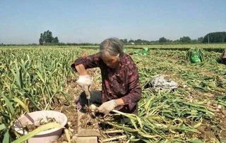 社员网打通供销环节“任督二脉”，助力电商扶贫产业升级——聚焦家禽家畜产业